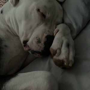 Meet your Posher, Rose